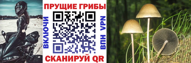 сколько стоит  hydra зеркало  Псилоцибиновые грибы Psilocybine cubensis  Козловка 